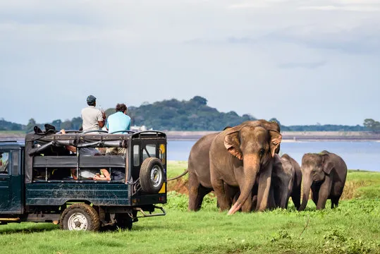 Elephants in Safari